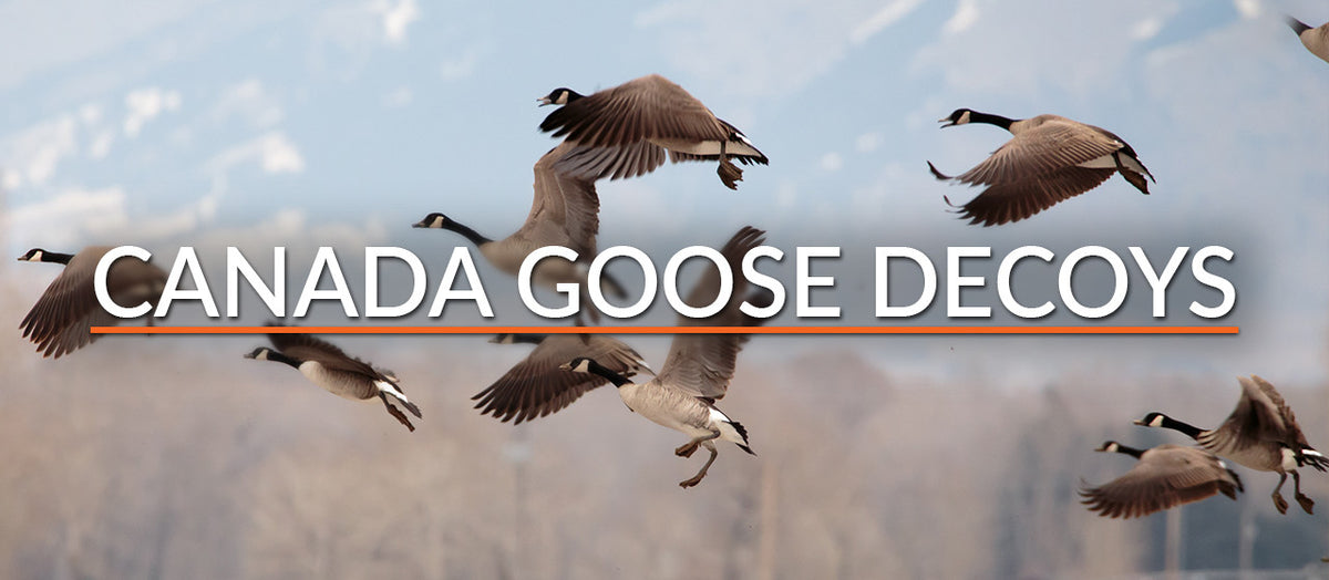 Canada goose 2024 glamour shopping